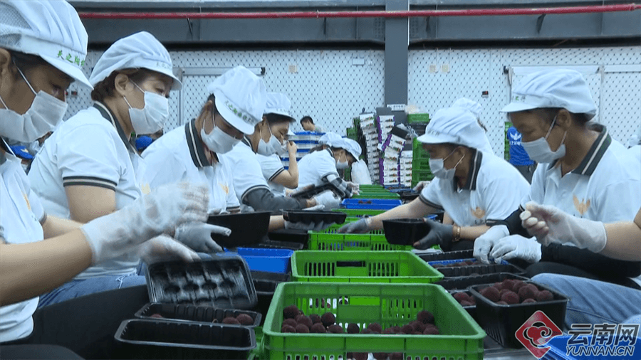 最高200元/kg！云南早熟杨梅“抢鲜”上市