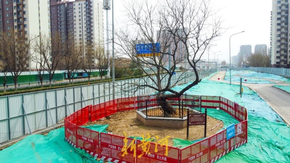 济南凤凰北路改造，120岁古槐树原地保护