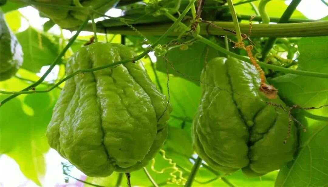 佛手瓜：营养价值与食用方法全解析