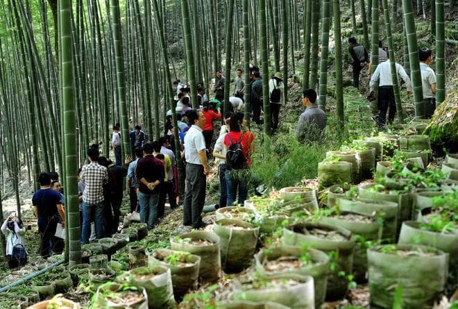 三叶青种植技术与条件