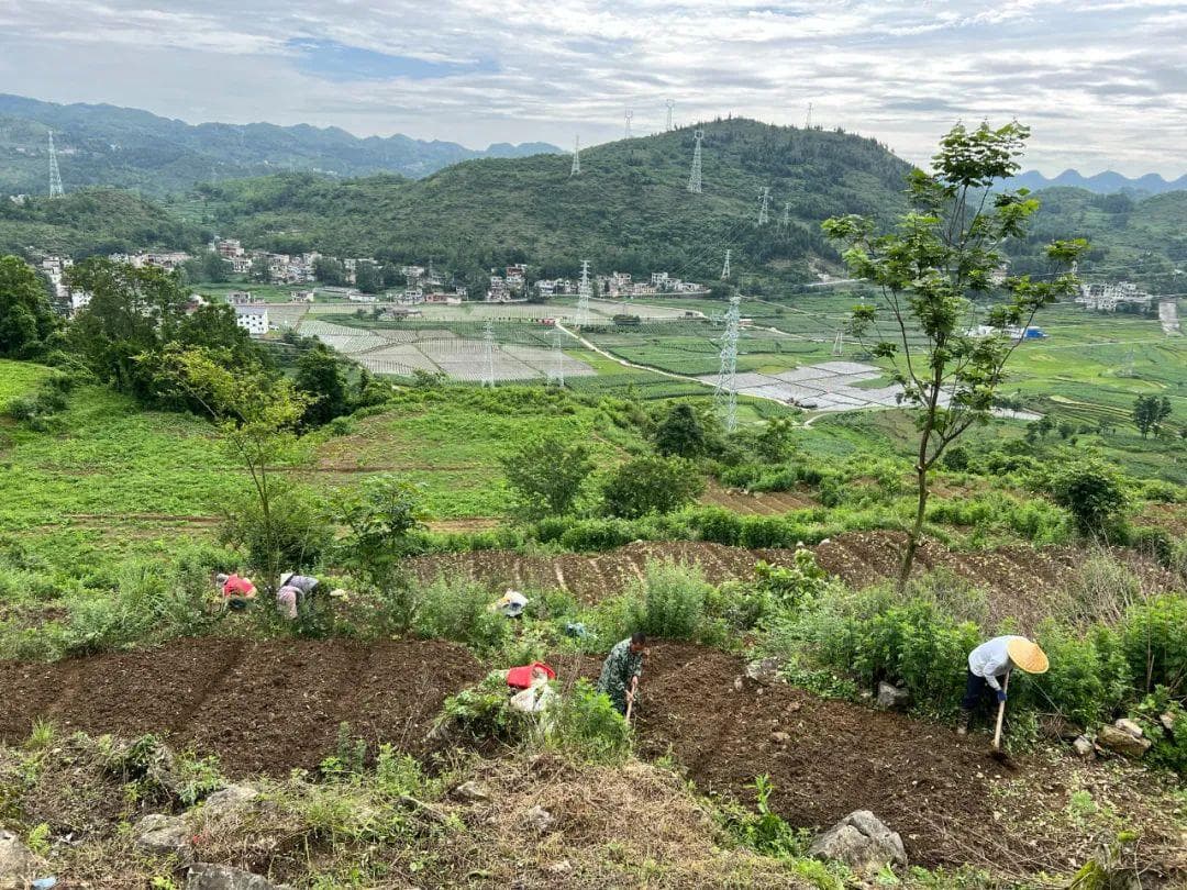 贵州关岭：黄精种植开启乡村致富“黄金路”