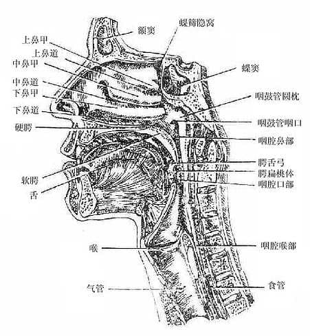 人体解剖学：咽的结构与功能详解