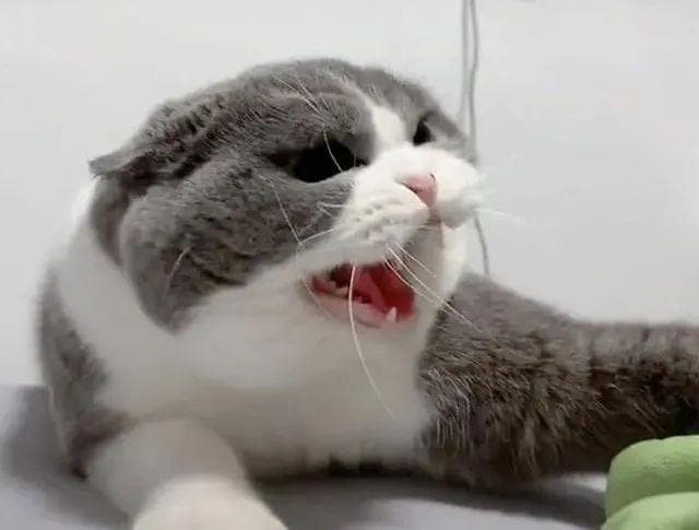 读懂猫咪肢体语言，全方位解析猫咪情感密码