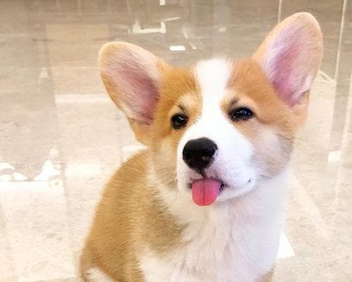 揭秘世界上最长寿的狗狗：柴犬的长寿秘诀