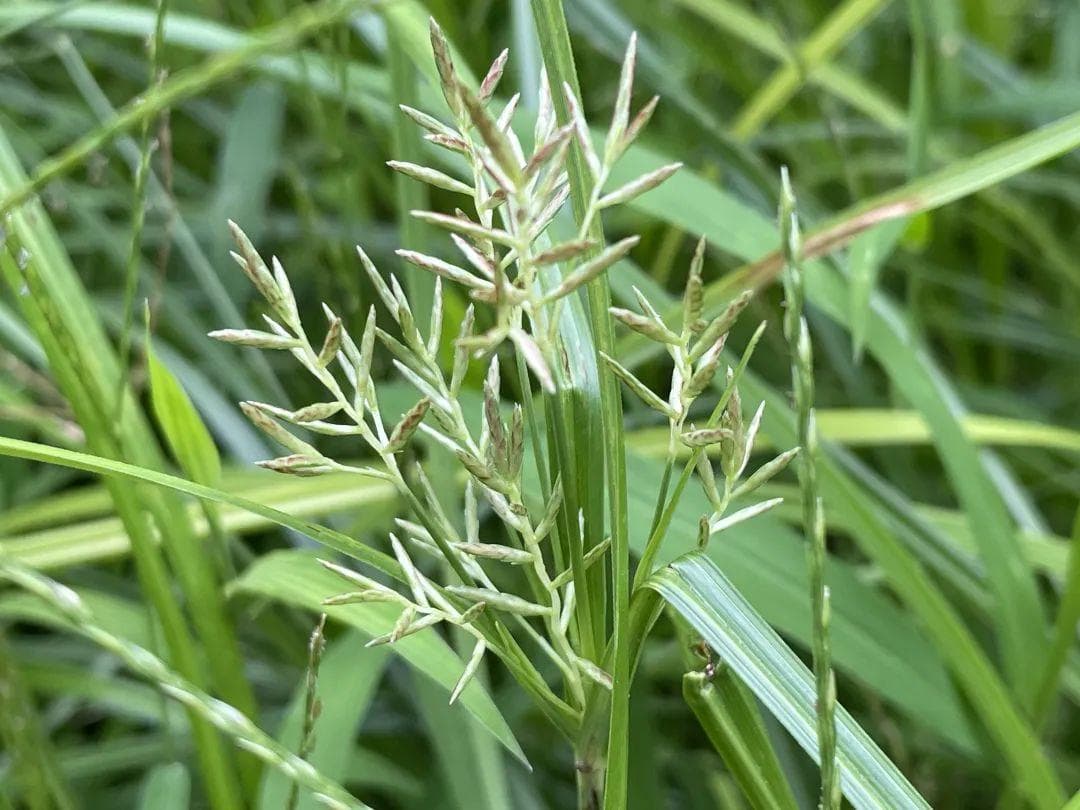 香附子如何“聚财”？药用植物小百科 | GBIF发布北京海淀香附子