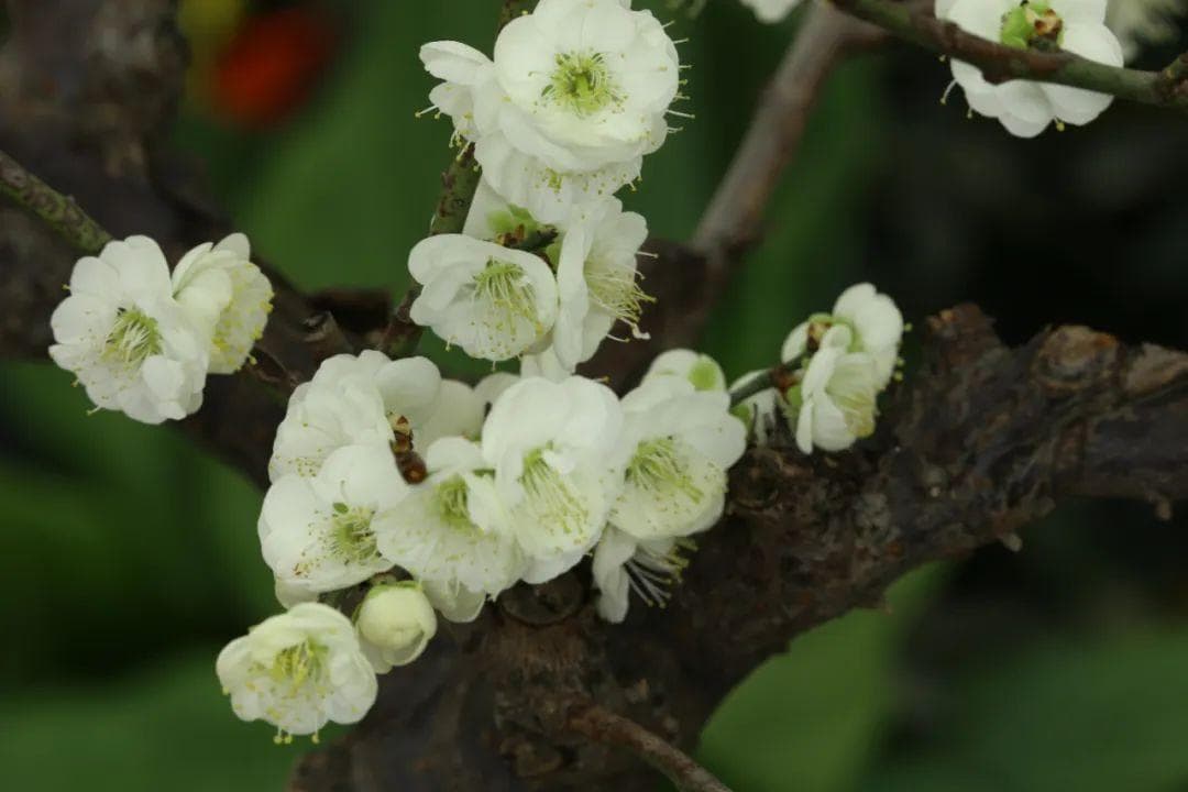 绿萼梅，疏肝和胃安中，泡茶煮粥皆可，女性尤宜