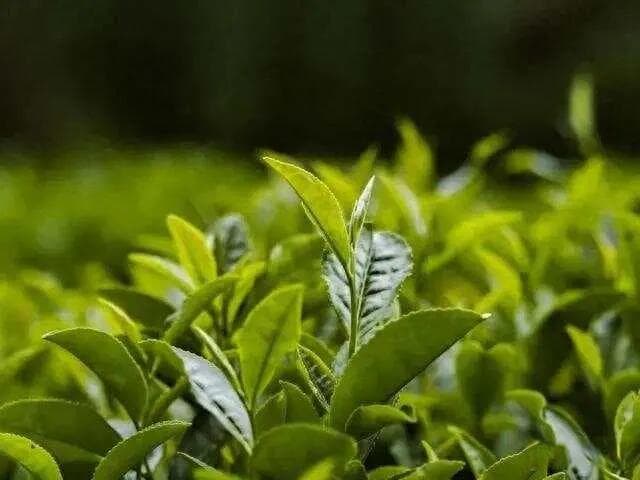 六大茶类的最佳饮用期：绿茶放了5年还能喝吗？