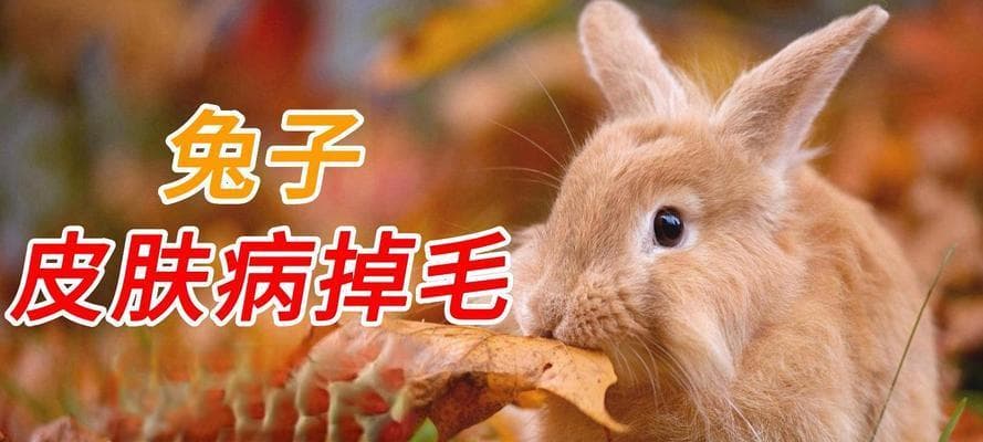 兔子掉毛严重怎么办？——改善方法大揭秘