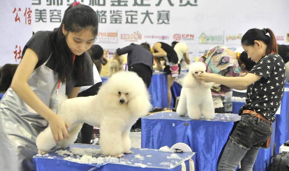 宠物行业职业认证全解析：从月入过万到年薪30万