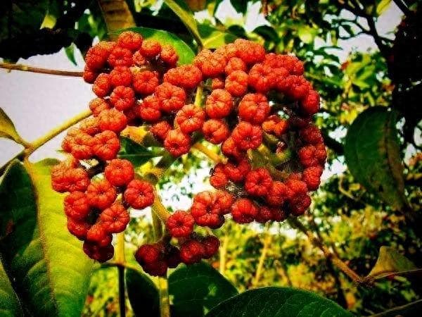 神奇！肚子剧痛难忍？一味吴茱萸能温中止痛、驱散心腹冷气