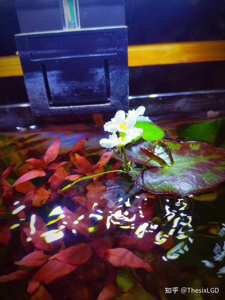 适合在鱼缸养的水生植物有哪些？