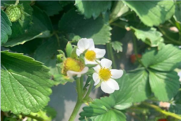 3月草莓管理技术
