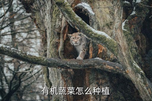 有机农业怎么生产，有机蔬菜怎么种植
