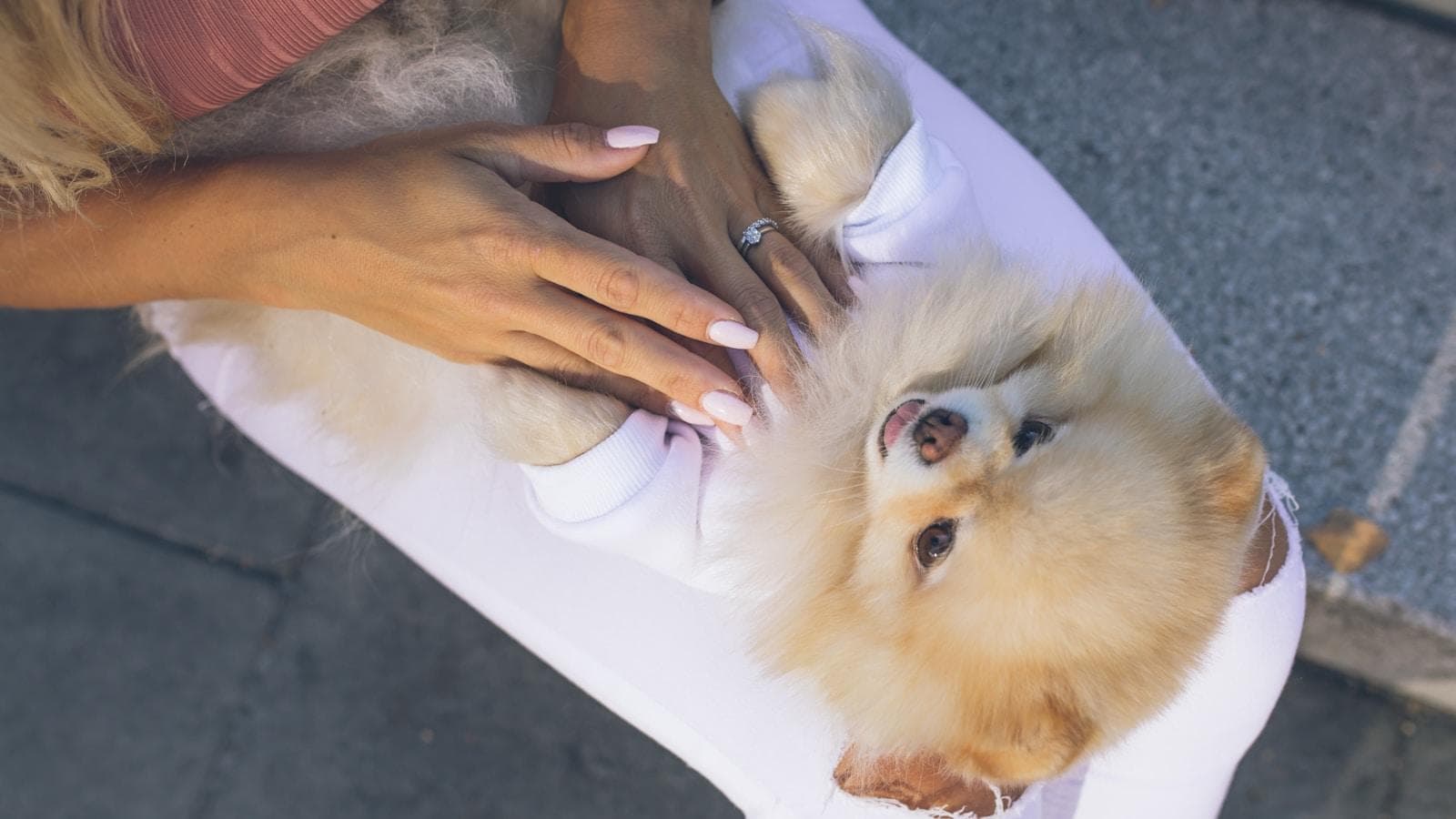博美犬为什么更容易患心脏病