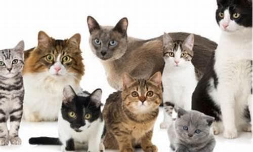 梦到很多猫(晚上做梦梦到很多猫)