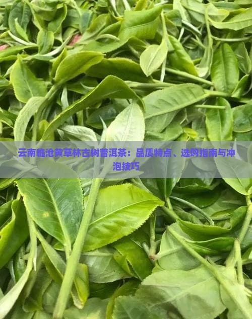 云南临沧黄草林古树普洱茶：品质特点、选购指南与冲泡技巧