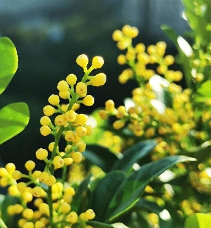 如何养好米兰花才开花（详解米兰养殖方法）