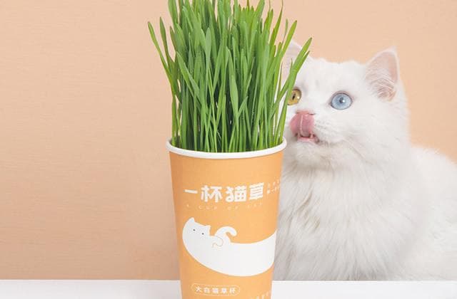 猫薄荷几个月的猫可以用 猫薄荷多久喂一次