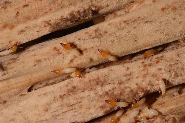 白蚁入侵家园，我们该如何应对？科学防治策略有哪些？