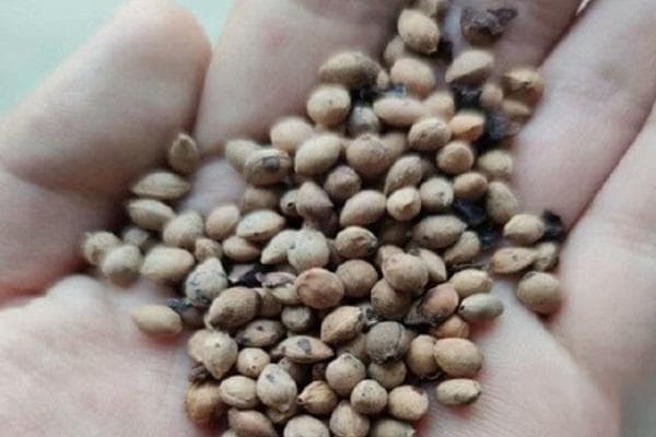 李子核怎么种才能发芽？