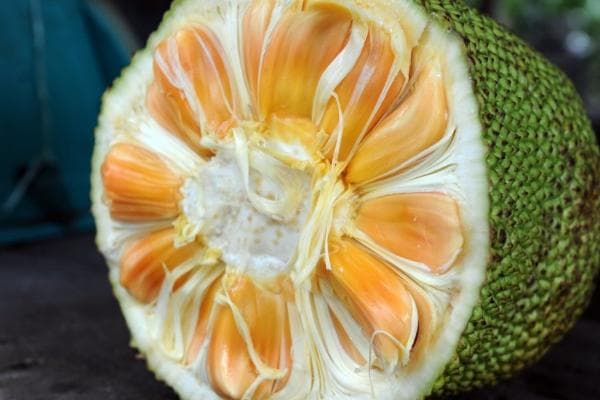 小孩子能吃菠萝蜜吗？3大好处与食用注意事项全解析