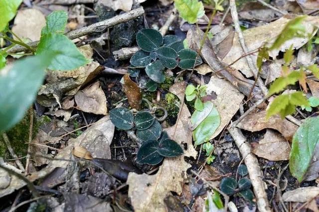 景宁发现国家二级重点保护野生植物——金线莲