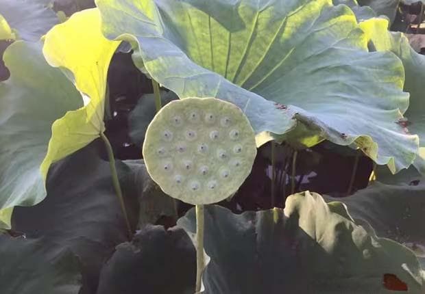 莲子的植物学形态特征