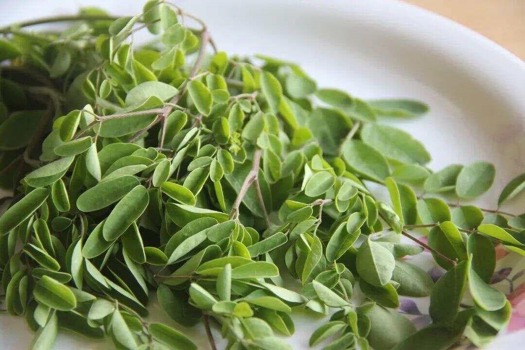 刘昌芬推荐：辣木叶粉的神奇功效与市场前景