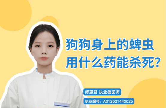 【宠医科普】狗狗身上的蜱虫用什么药能杀死？