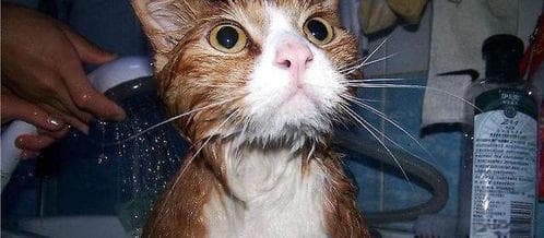 “猫咪洗澡，水温宜38-40℃，温暖又舒适”