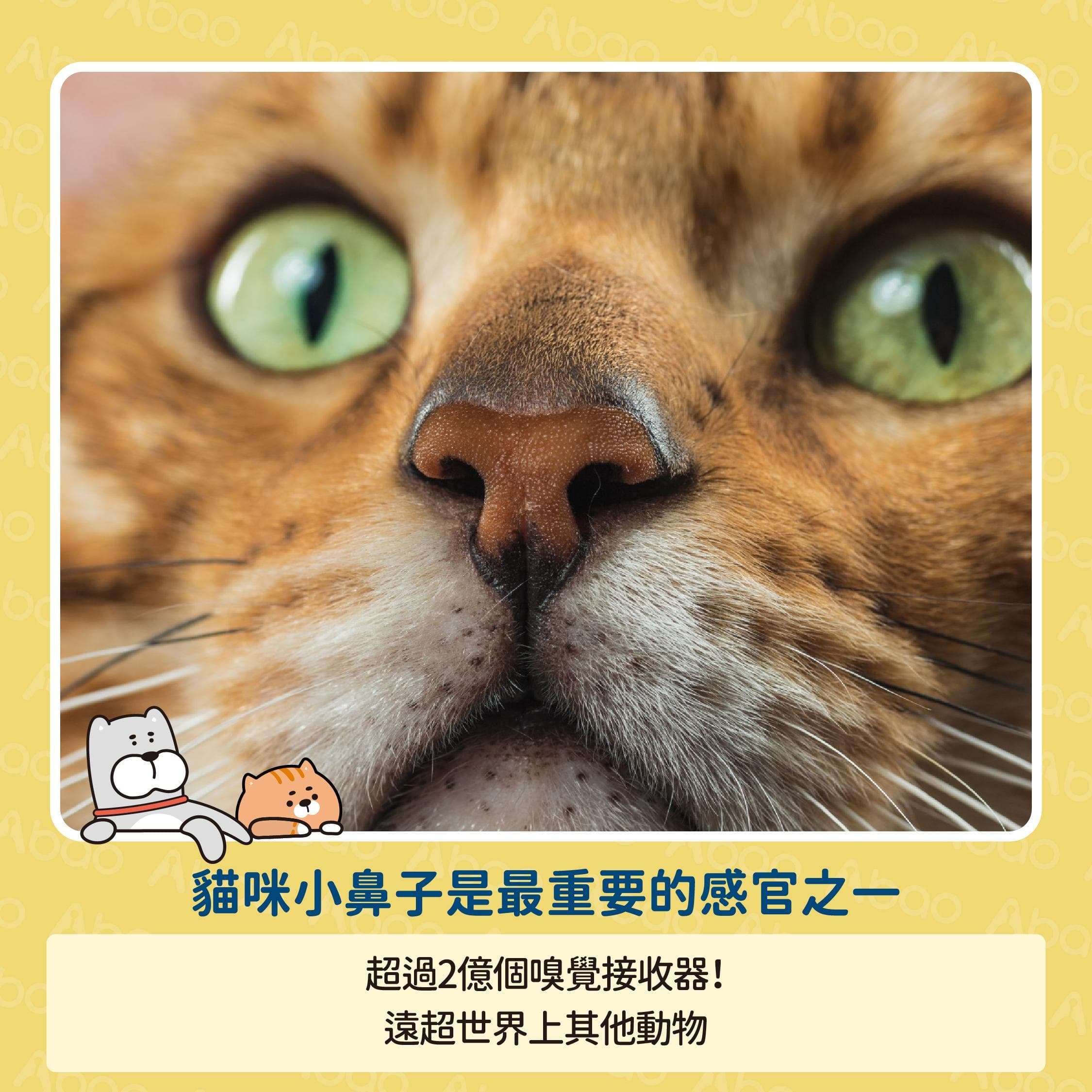 猫咪害怕什么味道？这些气味要当心！