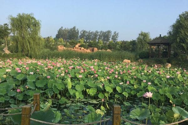 沈阳推进节地生态葬：政策支持与观念转变双管齐下