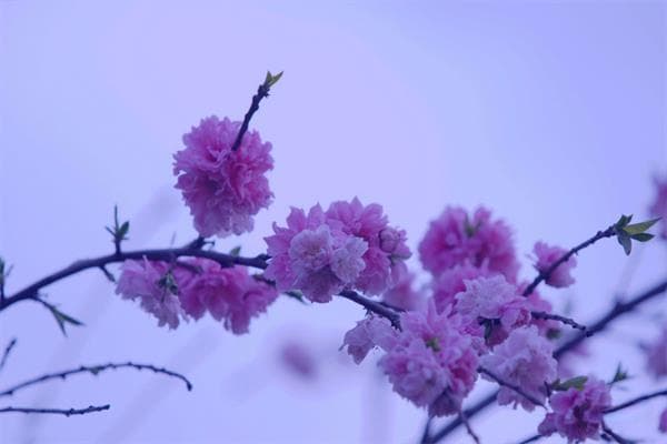 十二地支辰土详解，为湿润之土！