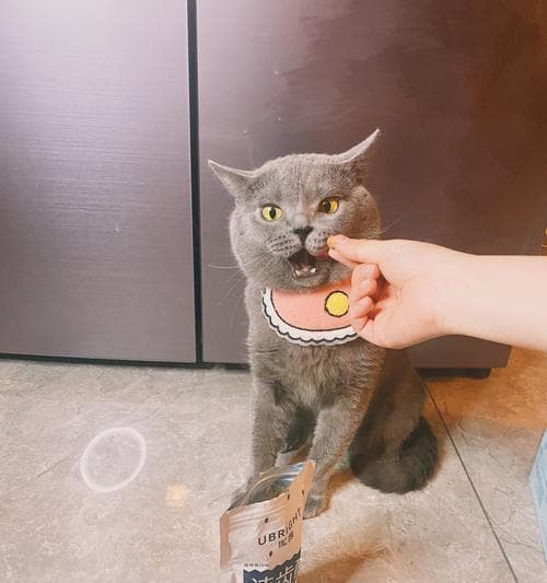 猫中毒解毒指南：常见类型、症状与预防措施