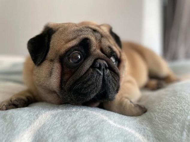 八哥犬的特点与饲养指南：可爱、忠诚、温和的宠物选择