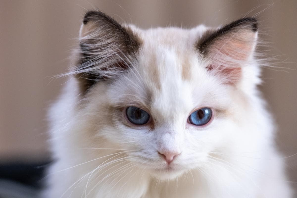 布偶猫价格大揭秘：一只优雅的伴侣，究竟价值几何？