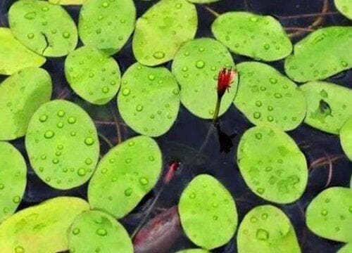 莼菜是什么植物？从形态特征到药用价值全解析