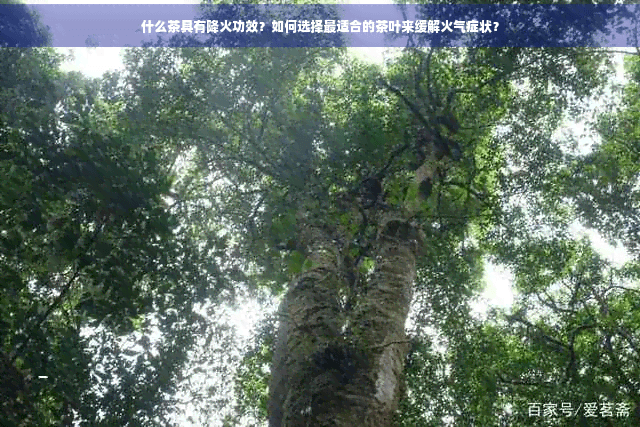什么茶具有降火功效？如何选择最适合的茶叶来缓解火气症状？