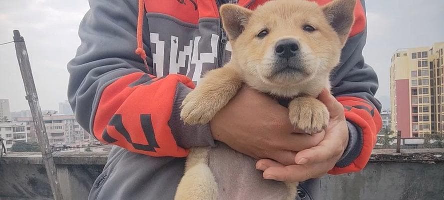 金毛犬的性格适合家养吗？（正统金毛的购买和饲养技巧）