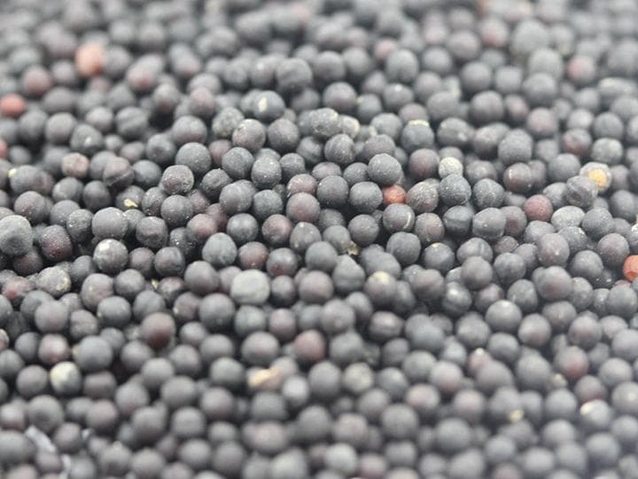 满天星种子：从种植到应用的全方位指南