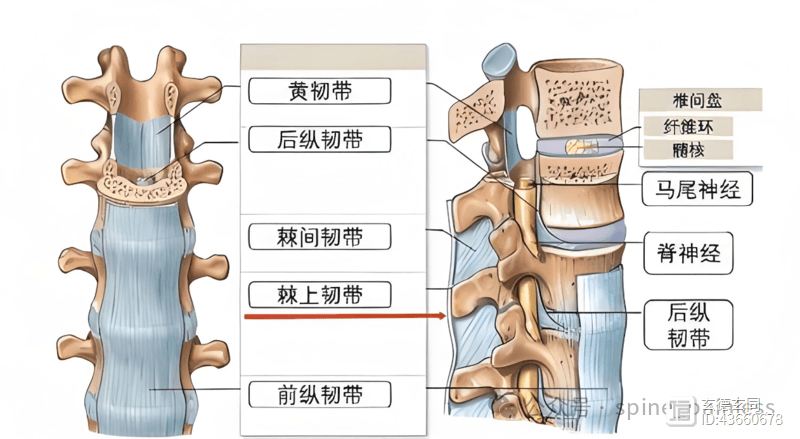 腰骶部的韧带，避免腰痛的守护者