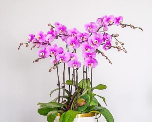 春节花卉的寓意与传统文化（传承与美好）