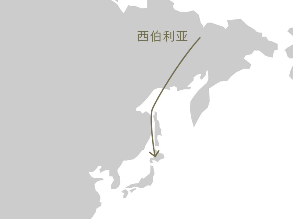 候鸟迁徙之谜：揭秘鸟类长途迁徙的科学奥秘
