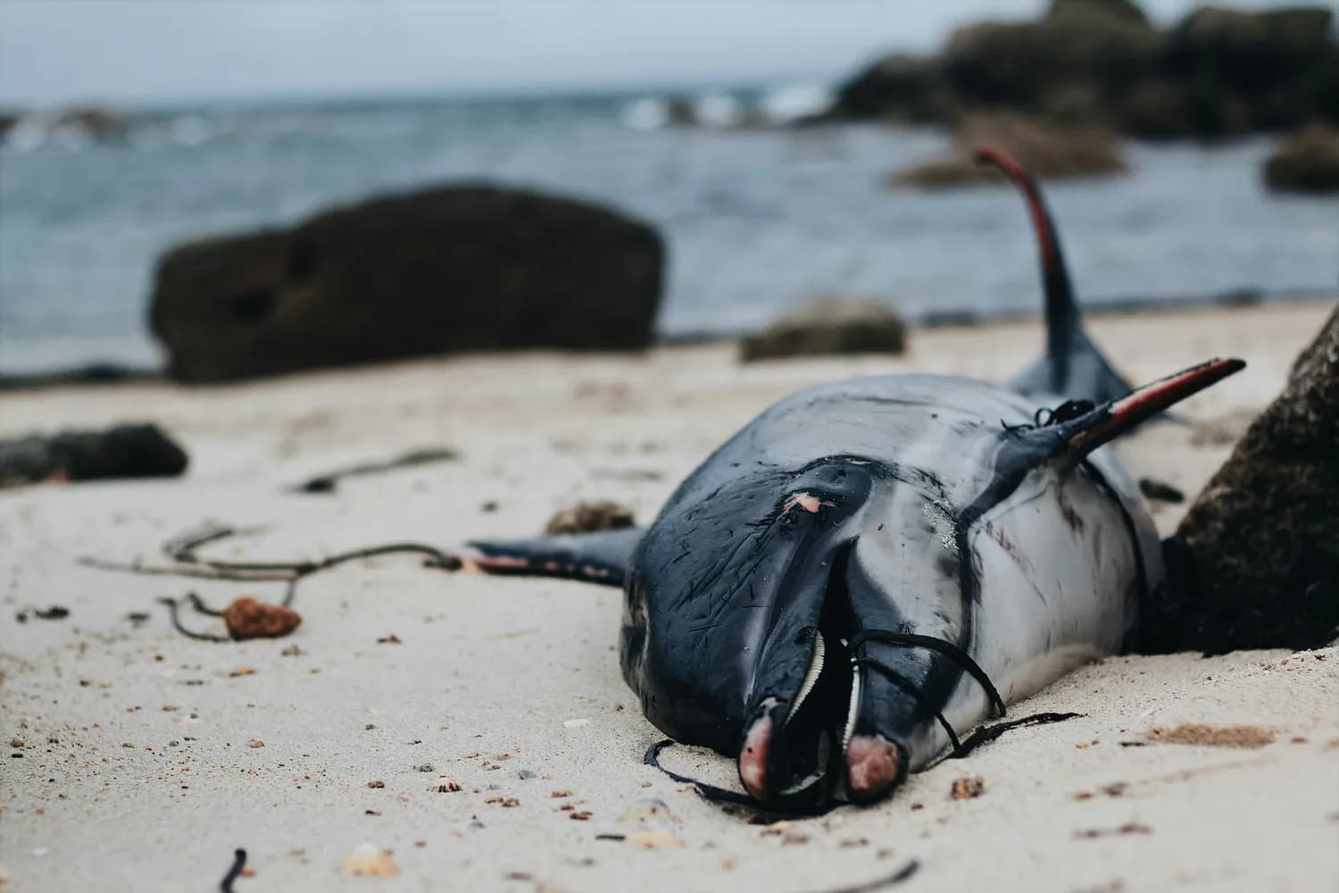 阳江港糙齿海豚获救背后的生态故事