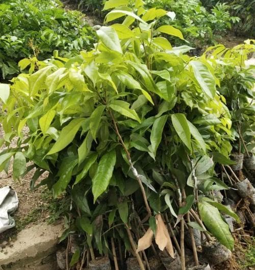 龙眼也能盆栽种植，科学管理让果实又大又甜