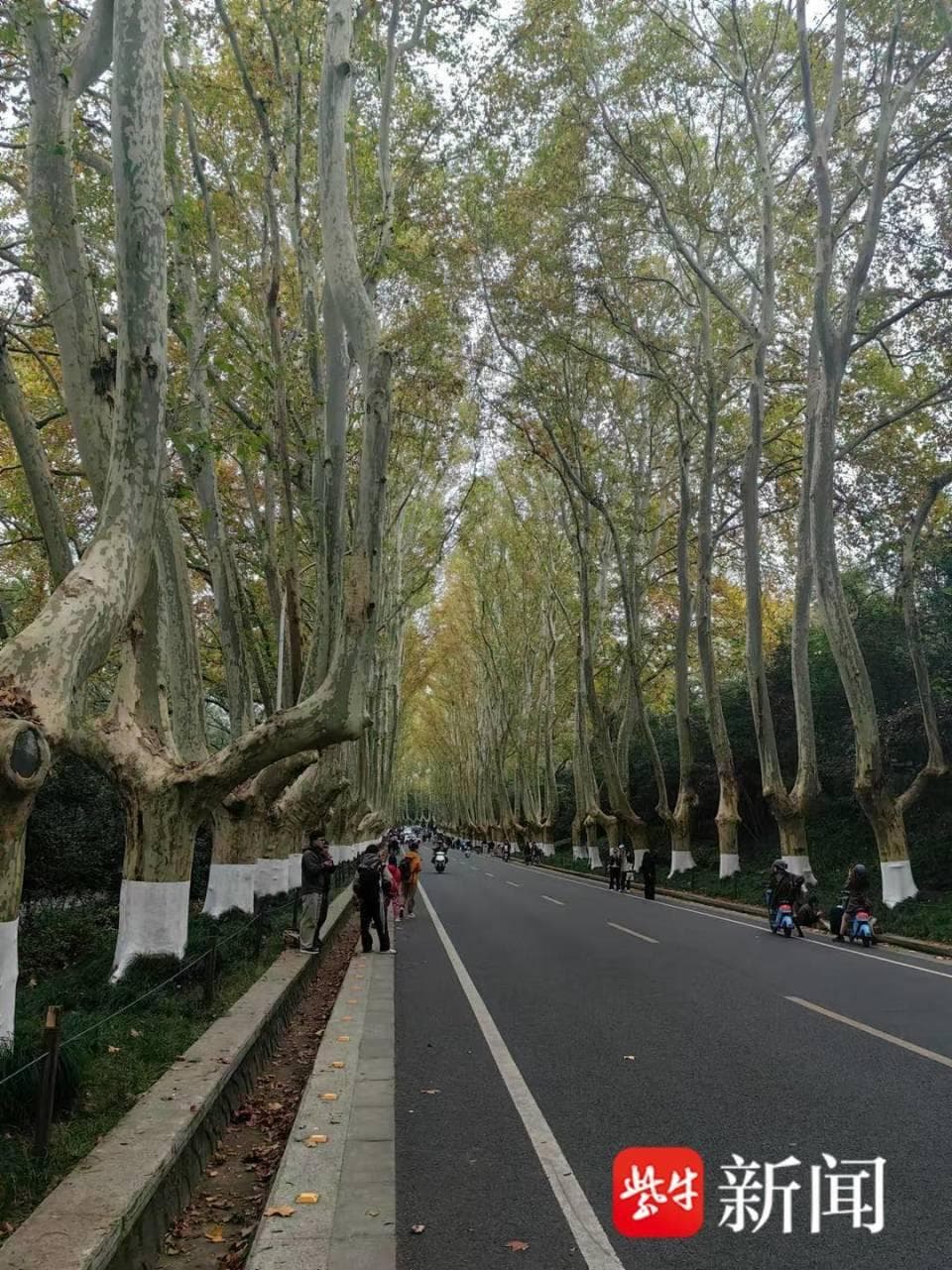 南京约拍经济爆火：从早到晚摄影师都忙不过来，小红书话题浏览量达4.8亿
