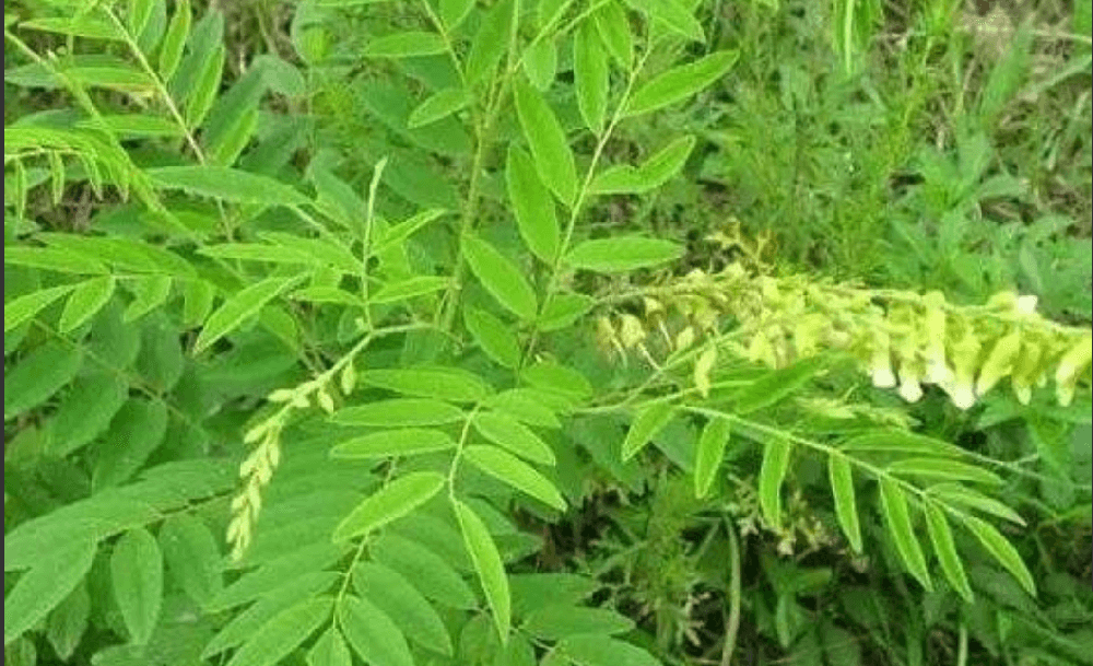 《本草精荟》：清热燥湿：苦参的功效与应用