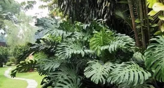 苔藓植物：从阴暗潮湿到生态修复，独特价值渐受重视
