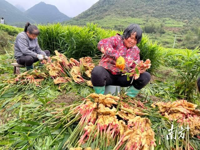 韶关乐昌：万亩“小蔬菜”撬动乡村发展大产业