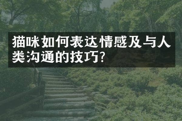 猫咪如何表达情感及与人类沟通的技巧？